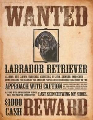 BLACK LAB WANTED